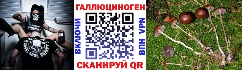 Псилоцибиновые грибы прущие грибы  Олонец 